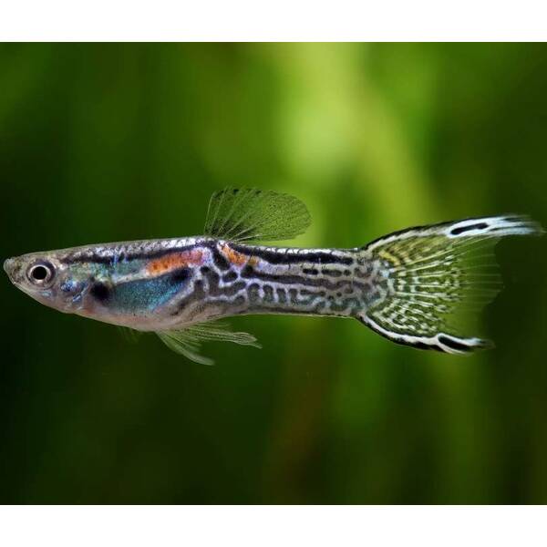Poecilia Reticulata Wiener Smaragd (m/f)