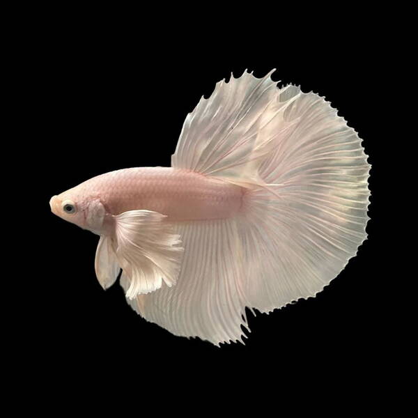 Betta Splendens Half Moon Dumbo Ear White Male