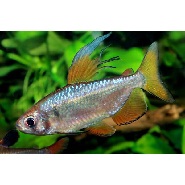 Alestopetersius nigropterus