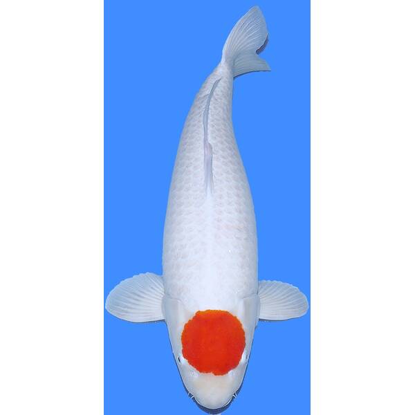 Koi Kohaku 25/30