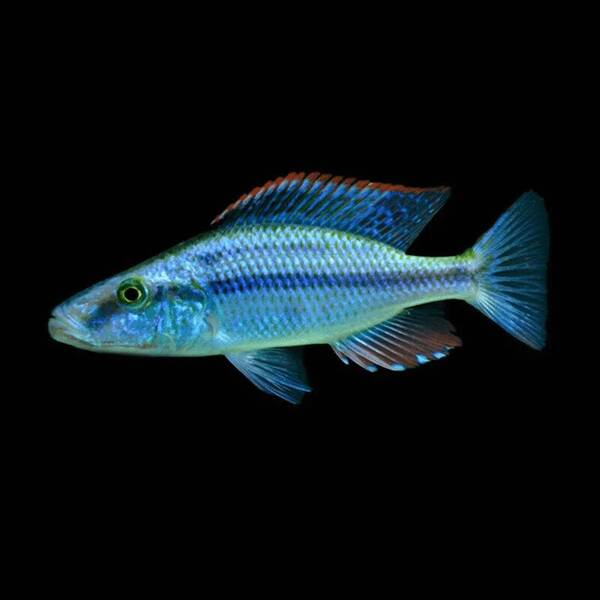 Dimidiochromis Compressiceps Blue 5-6cm