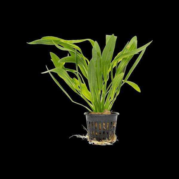 Stoffels Echinodorus uruguayensis MP