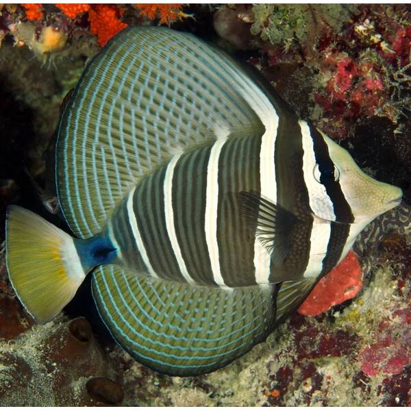 Zebrasoma Veliferum XL