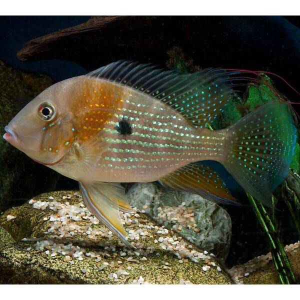 Acarichthys Heckelii Red S