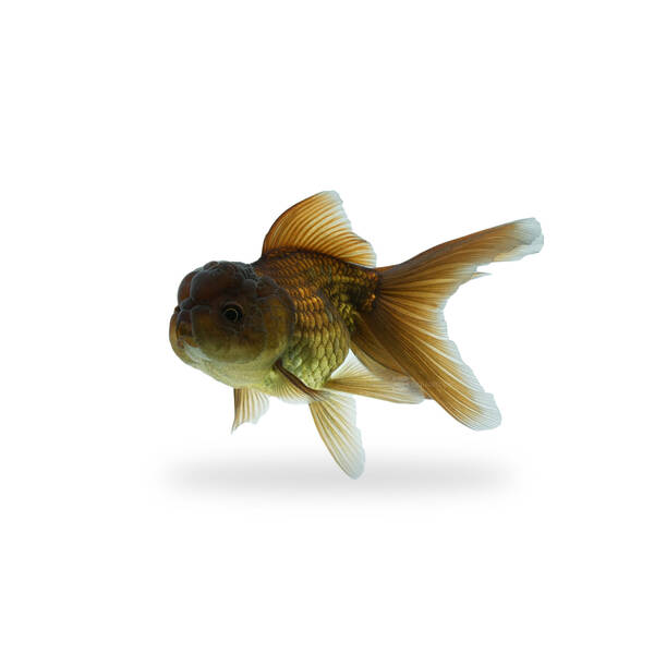 Carassius Auratus Lion Head Brown 5-6cm