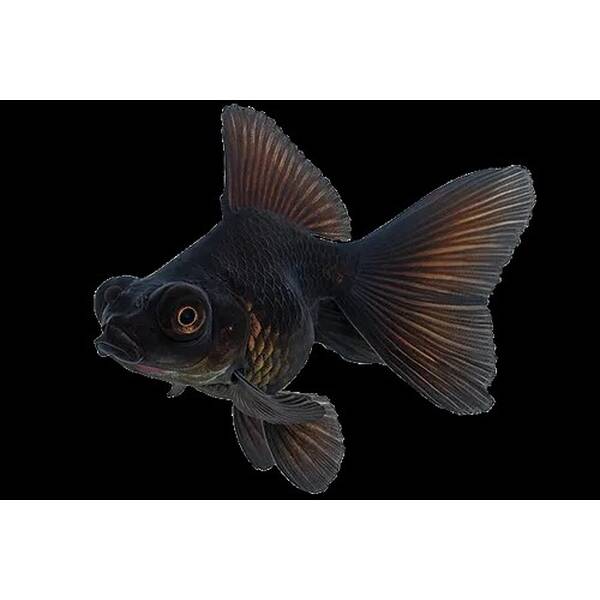 Carassius Auratus Butterfly Black 5-6cm
