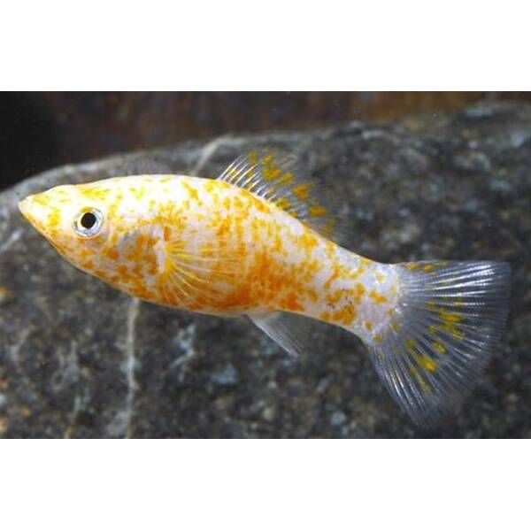 Molly Gold Spotted S/M