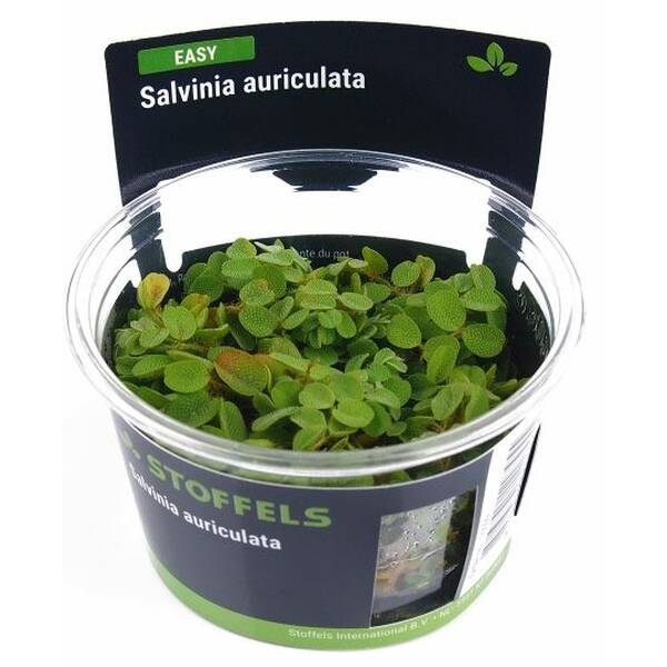 Stoffels Salvinia Auriculata In Vitro