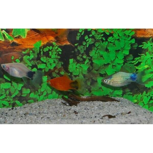 Platy Mickey Mix