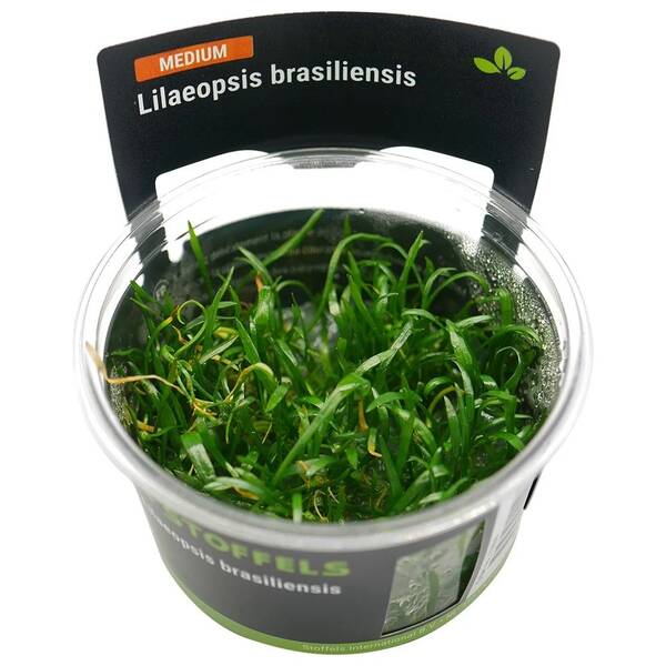 Stoffels Lilaeopsis Brasiliensis In-Vitro