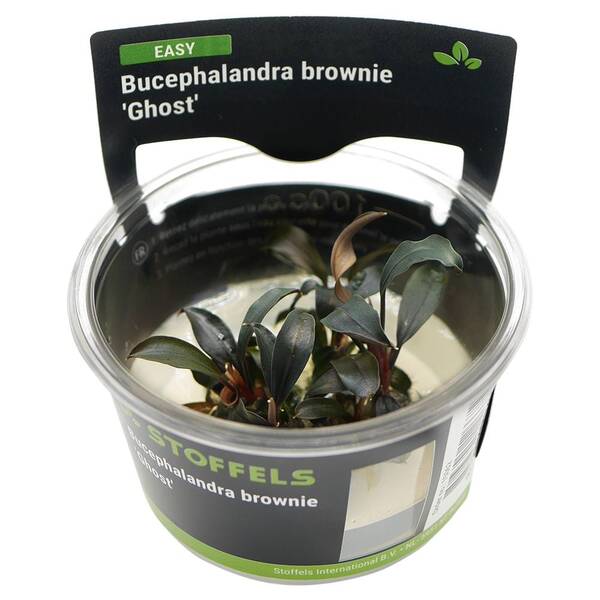 Stoffels Bucephalandra brownie 'Ghost' In-vitro