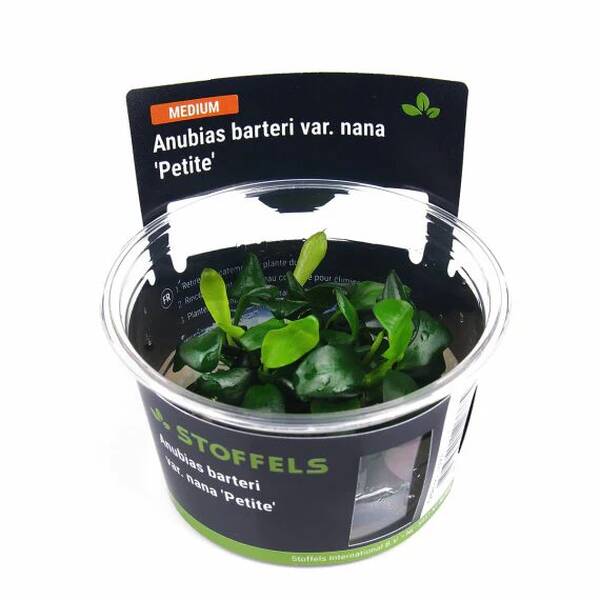 Stoffels Anubias Barteri Petite In-Vitro