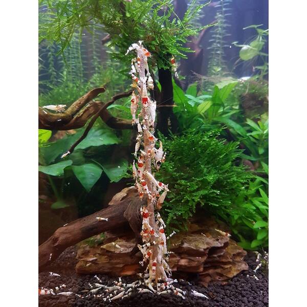 Shrimp Lolly Spinach 10pcs