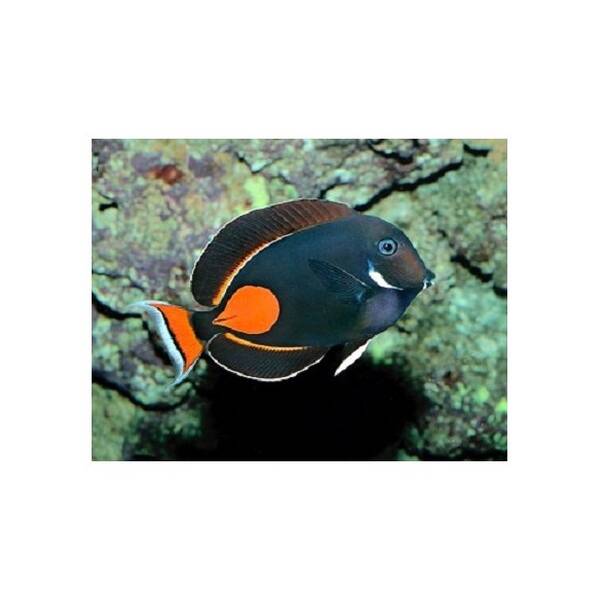 Acanthurus Achilles L