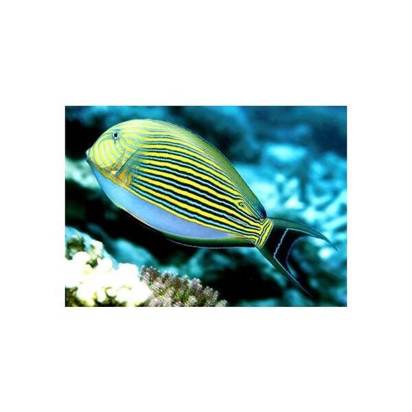 Acanthurus Lineatus M