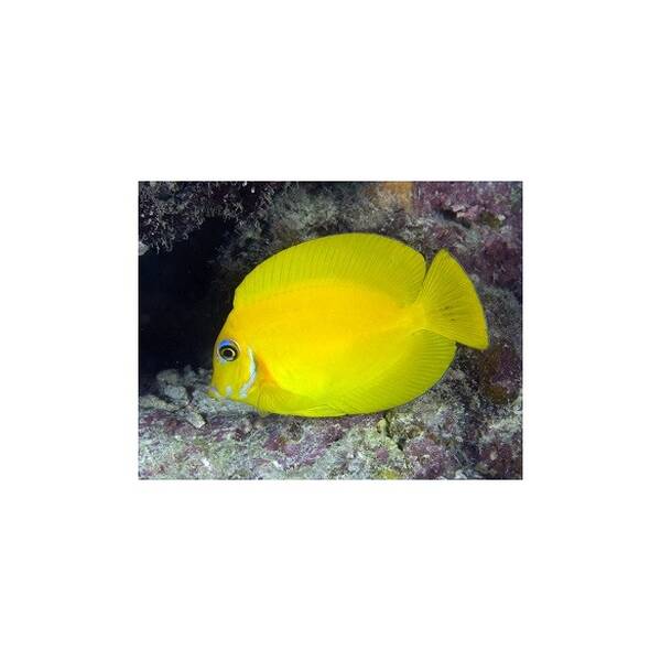 Acanthurus Pyroferus (Mimic Flavissima) L