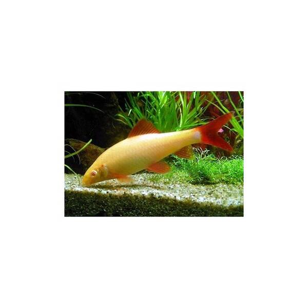 Albino Rainbow Shark