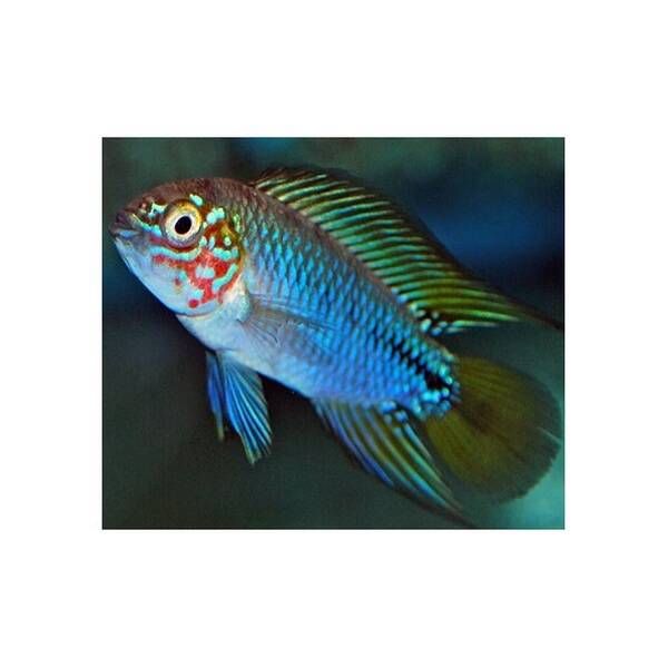 Apistogramma sp. Opal S/M