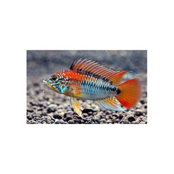 Apistogramma Viejita M