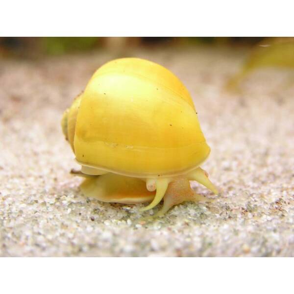 Apple Snail Golden M