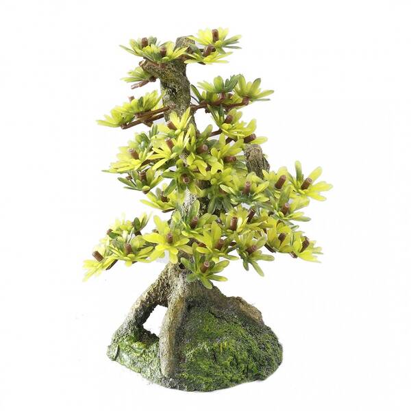 Aqua Della Bonsai - 15CM