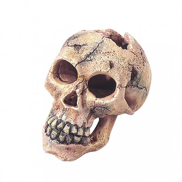 Aqua Della Skull L - 15CM Aqua Della Skull L - 15CM