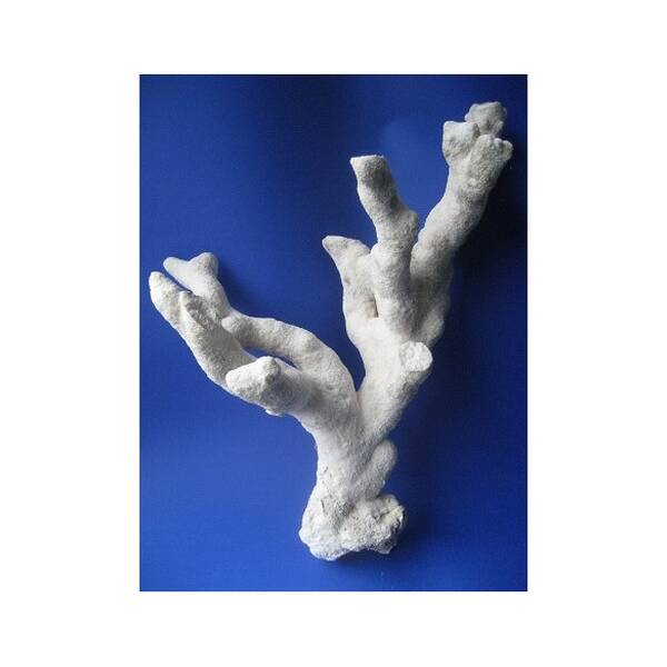 Aquarium Munster Aquadecor Reef Trunks (1kg)