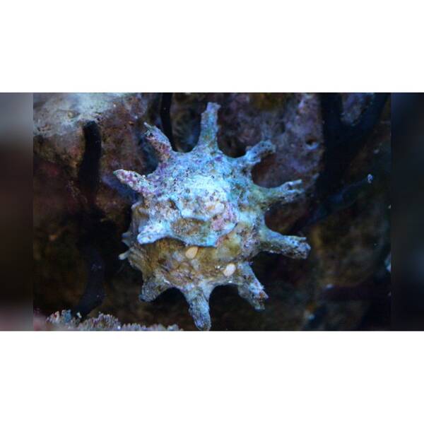 Astralium calcar