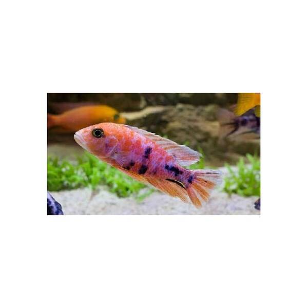 Aulonocara Five Color Nyassae 6-7cm