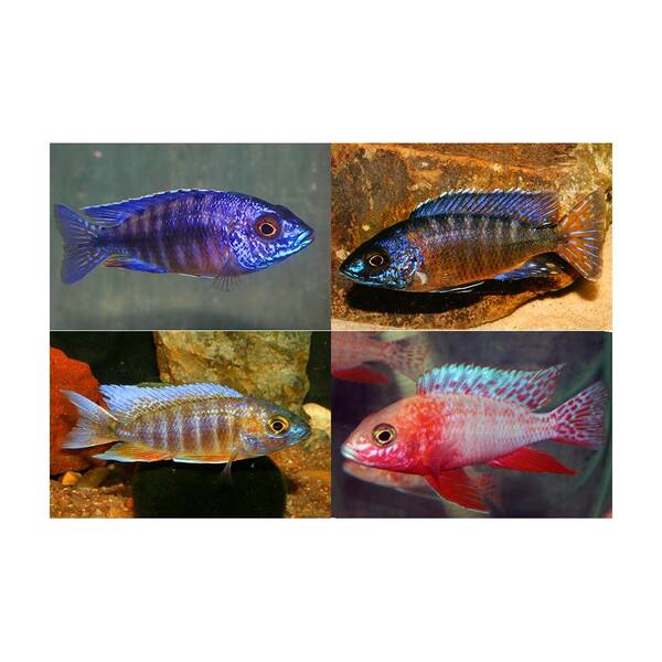 Aulonocara Mixed Male 7-8cm