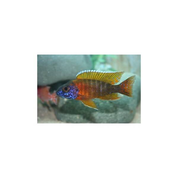 Aulonocara Peacock Yellow 6-7cm