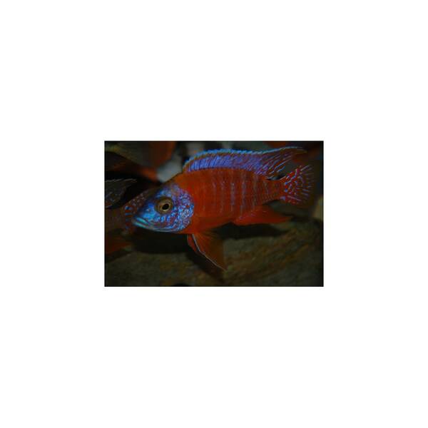 Aulonocara Rubescens S