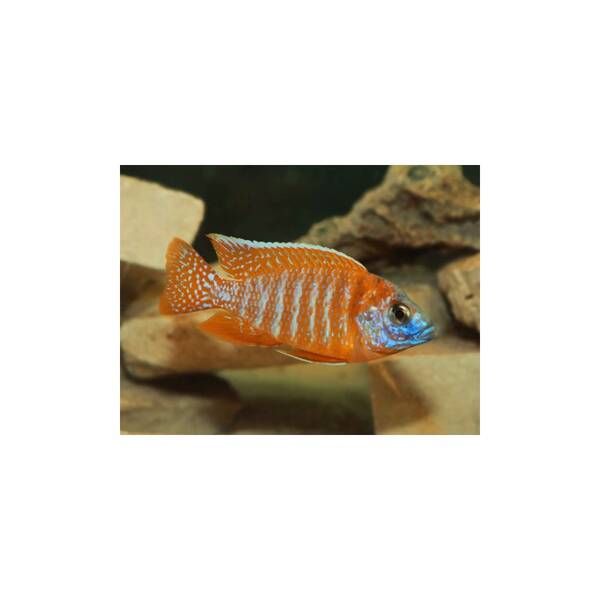 Aulonocara Rubescens S