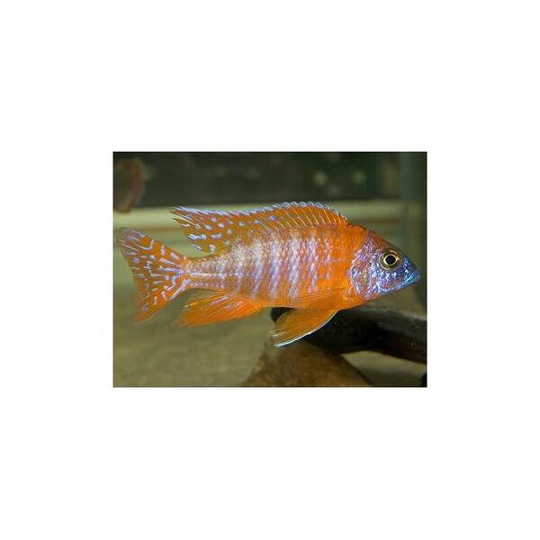 Aulonocara Rubin Red 6-7cm