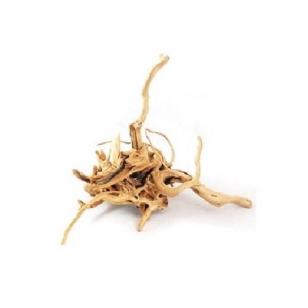 Azalea Root