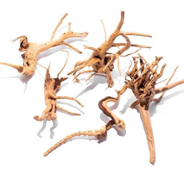 Azalea Root Nano 10-20cm (1kg)