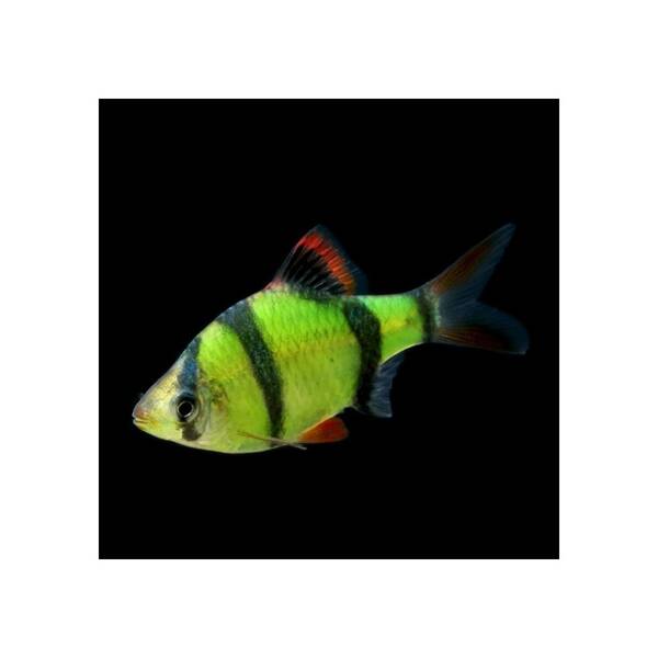 Barbus Tetrazona Electric Green
