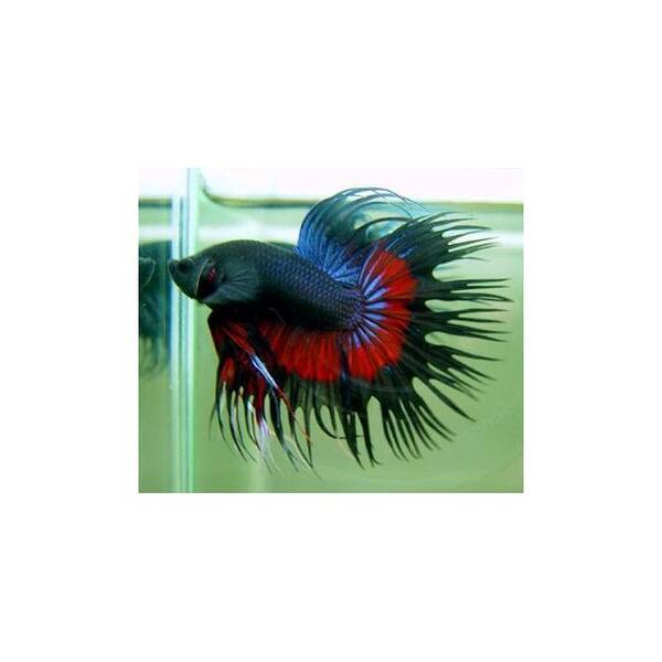 Betta Crowntail Male XL