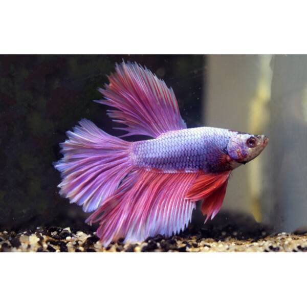 Betta Half Moon Lavender Male XL