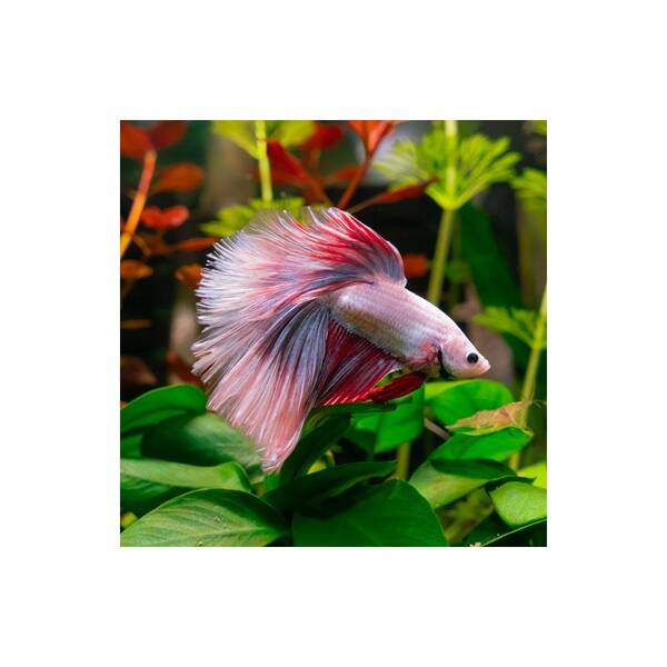 Betta Sp. Super Delta Male Xl