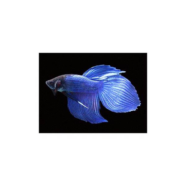 Betta Splendens Male