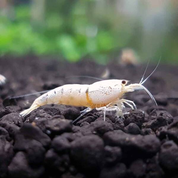 Caridina Cantonensis Snow White