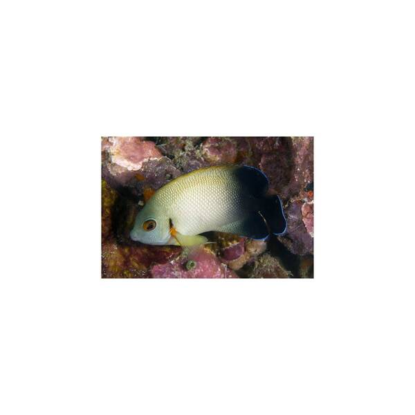 Centropyge Vroliki M