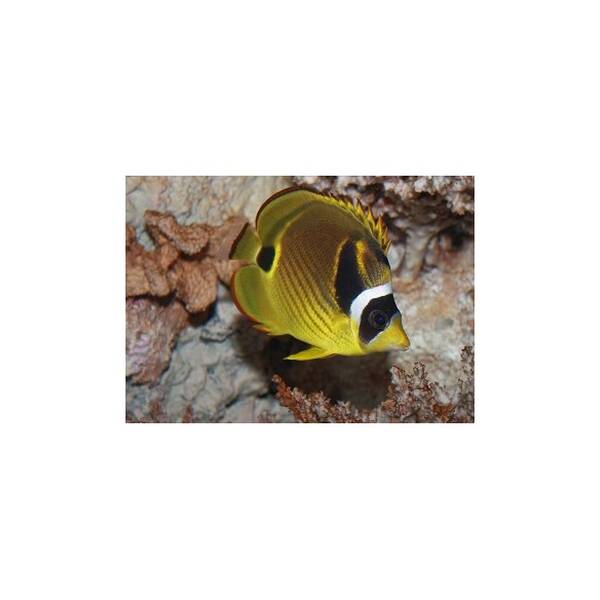 Chaetodon Lunula
