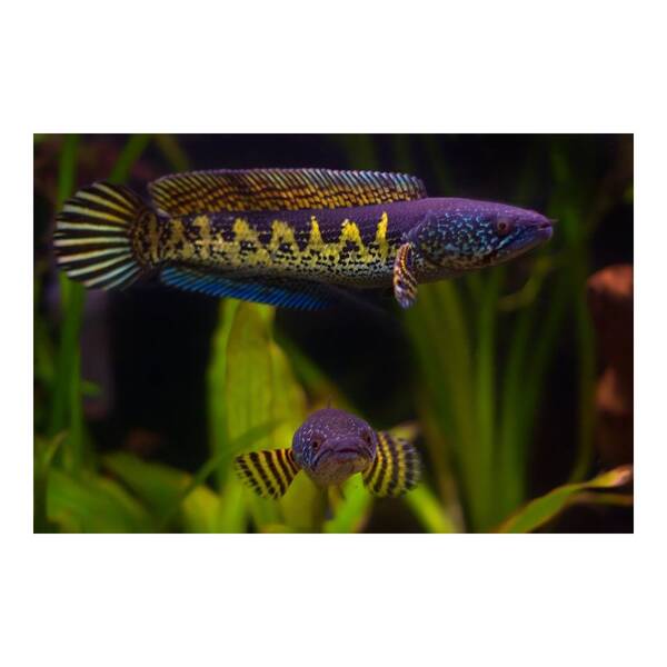 Channa Aurantimaculata M