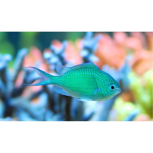 Chromis Viridis M