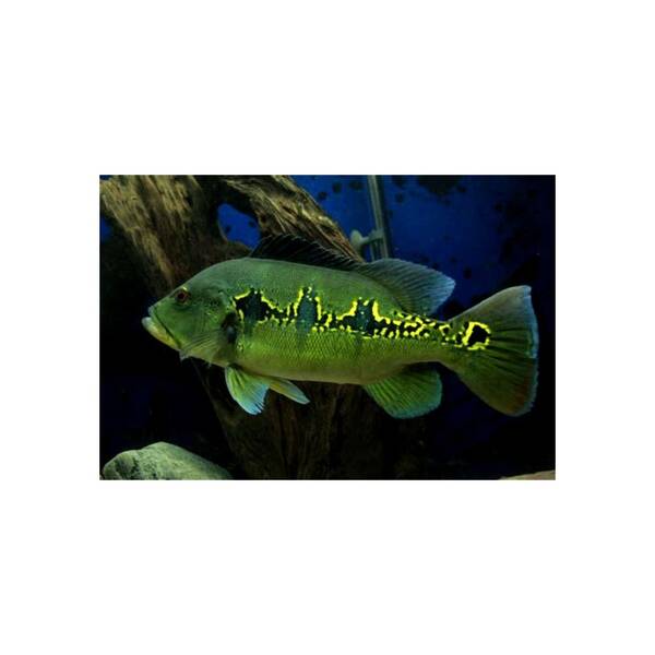 Cichla Orinoco 6-7cm