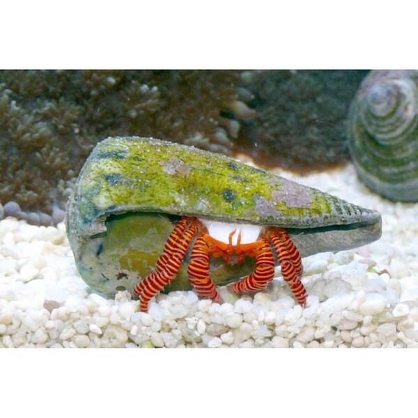 Ciliopagurus Striatus (red leg)