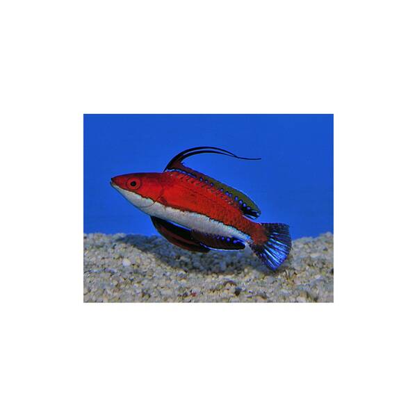 Cirrhilabrus Rubeus M (male)