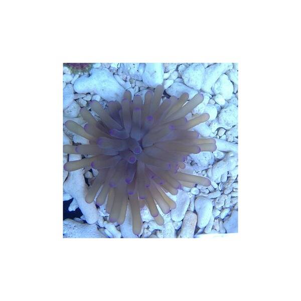 Condylactis Gigantea (pinktip)